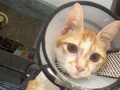 -瑞派康怡24h宠物医院·犬猫医疗中心·微创绝育(瑞景分院)