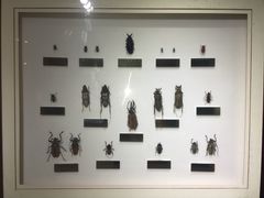 -上海昆虫博物馆