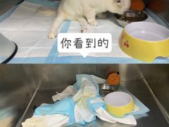 -东莞宠友24H宠物中心医院·转诊夜诊·异宠(新河北路院)