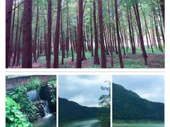 -小芝红树林