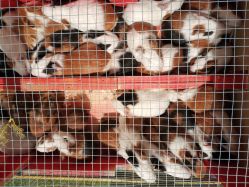 -萌宠亲子动物乐园(槐房万达店)