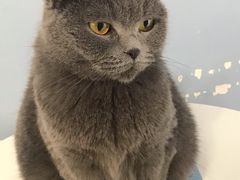 -喵的天空名猫咖啡馆·撸猫·猫舍·用品