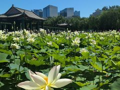-莲花池公园