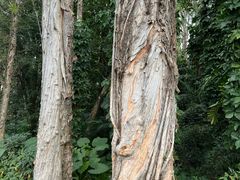 -中国科学院华南植物园