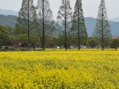 -长洲岛