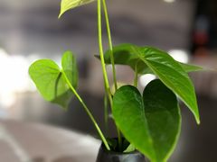 -眉州东坡(通州店)