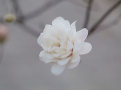 -国家植物园