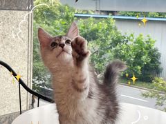 -十年猫舍·猫咪专门店(普陀店)