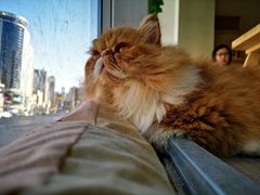 -藏猫猫咖啡主题馆(中央大道店)