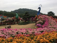 -东南花都花博园