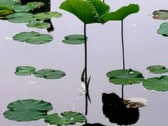 -莲花池公园