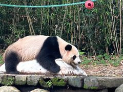 -广州长隆野生动物世界