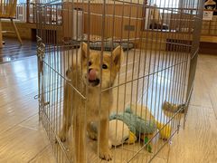-豆柴町-柴犬主题狗咖(红鼎国际C座店)