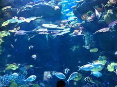 -暹罗海洋世界