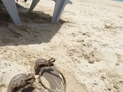 -白沙滩
