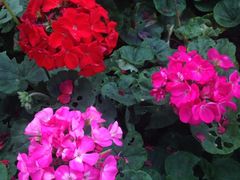 -松山湖梦幻百花洲
