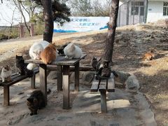 -北京西山国家森林公园