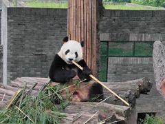 -都江堰中华大熊猫苑