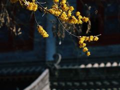 -西安大兴善寺