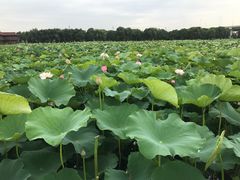 -荷塘月色湿地公园·向阳花洲