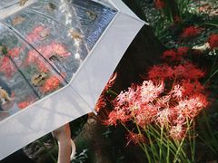 -杭州植物园