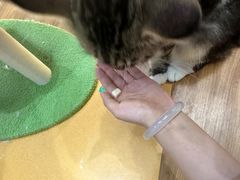 -COLOR PETS 撸猫馆·购猫·猫咖(长风大悦城店)