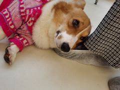 -怪兽屋·羊驼·猫咖·狗咖(俊华广场店)