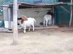 -草根堂农场