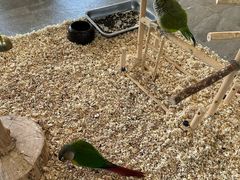 -南宫五洲植物乐园