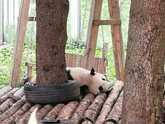 -西安秦岭野生动物园