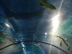 -石家庄海洋公园