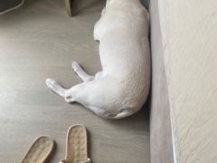 -熊小胖宠物生活馆(天华园店)