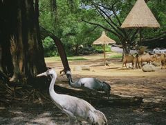 -深圳野生动物园