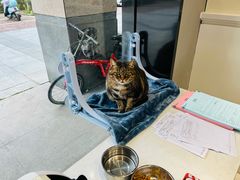 -关爱宠物医院·猫科中心·消化科(滨湖万达分院)