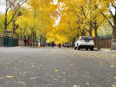 -三里屯东五街银杏大道