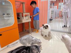 -三花喵·撸猫购宠·宠物生活馆(虹桥南丰城店)