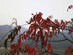 -羚羊峡古栈道森林公园