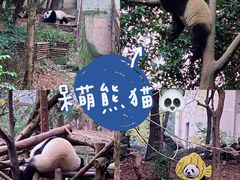 -成都大熊猫繁育研究基地