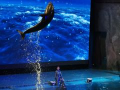 -芜湖新华联大白鲸海洋公园