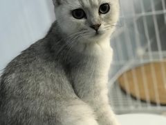 -喵的天空名猫咖啡馆·撸猫·猫舍·用品