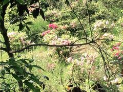 -南山植物园