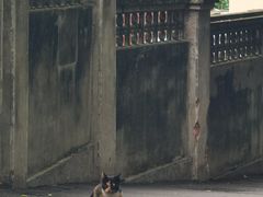 -黄老伯的海蛎煎