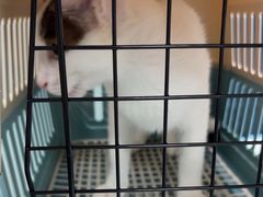-嘉馨宠物医院·CT影像转诊·心脏科·犬猫全科诊疗中心(下沙大学城院区)