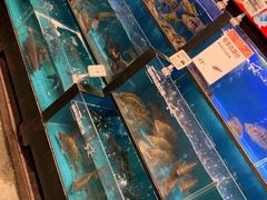 水产区-盒马鲜生(宝地店)