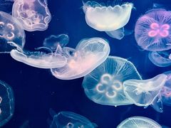 -成都浩海立方海洋公园