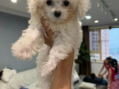 -瑞派宠物医院·犬猫全科·猫友好(宾水西道店)