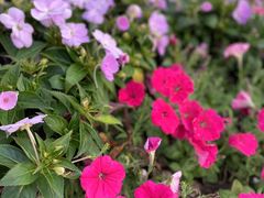 -春花秋色城市公园