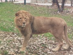 -栾川竹海野生动物园