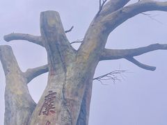 -长沙黑麋峰国家森林公园