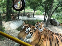 -栾川竹海野生动物园